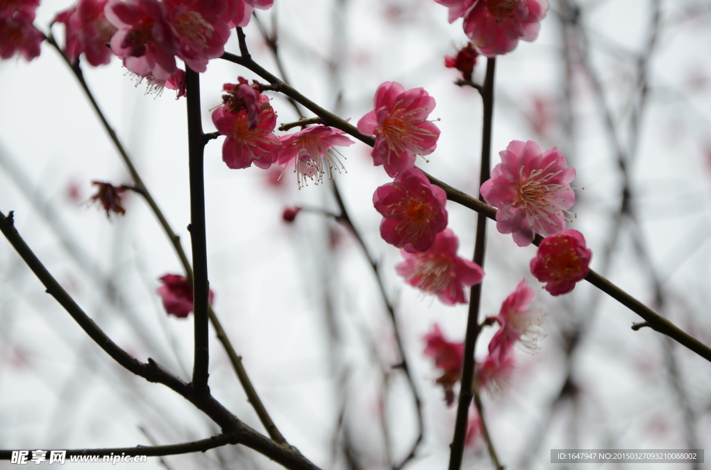 红梅花开