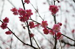 红梅花开