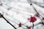 红梅花开