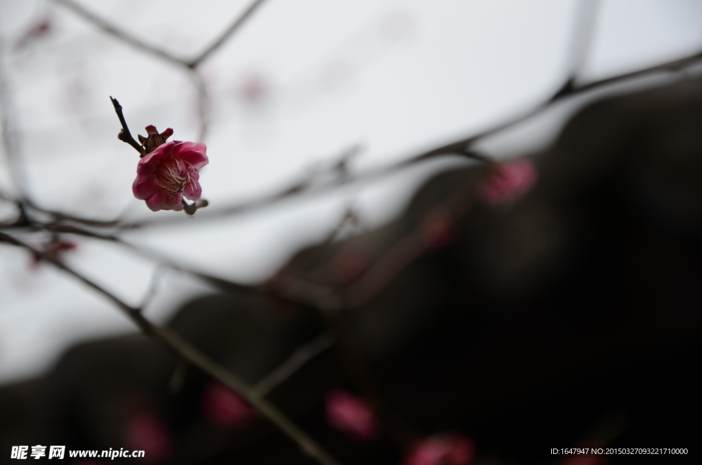红梅花开