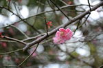 红梅花开