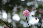 红梅花开