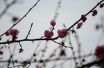 红梅花开