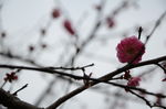 红梅花开