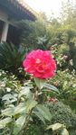 山茶花摄影照片