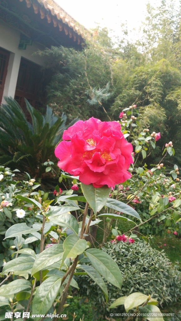 山茶花摄影照片