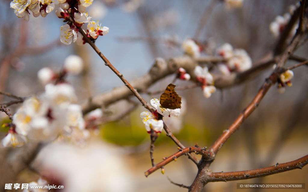 蝴蝶采杏花蜜