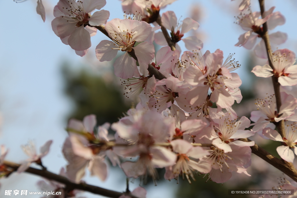 山桃花