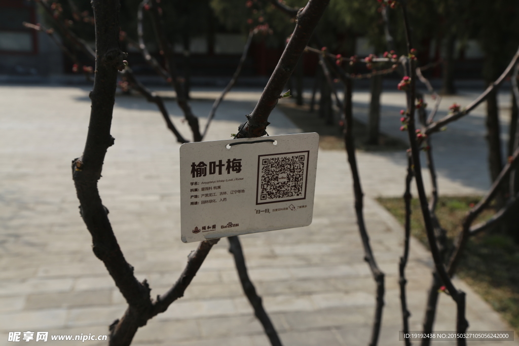 榆叶梅