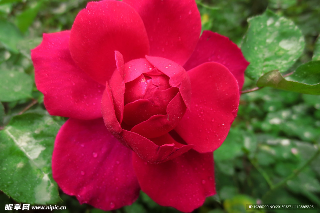 月季花
