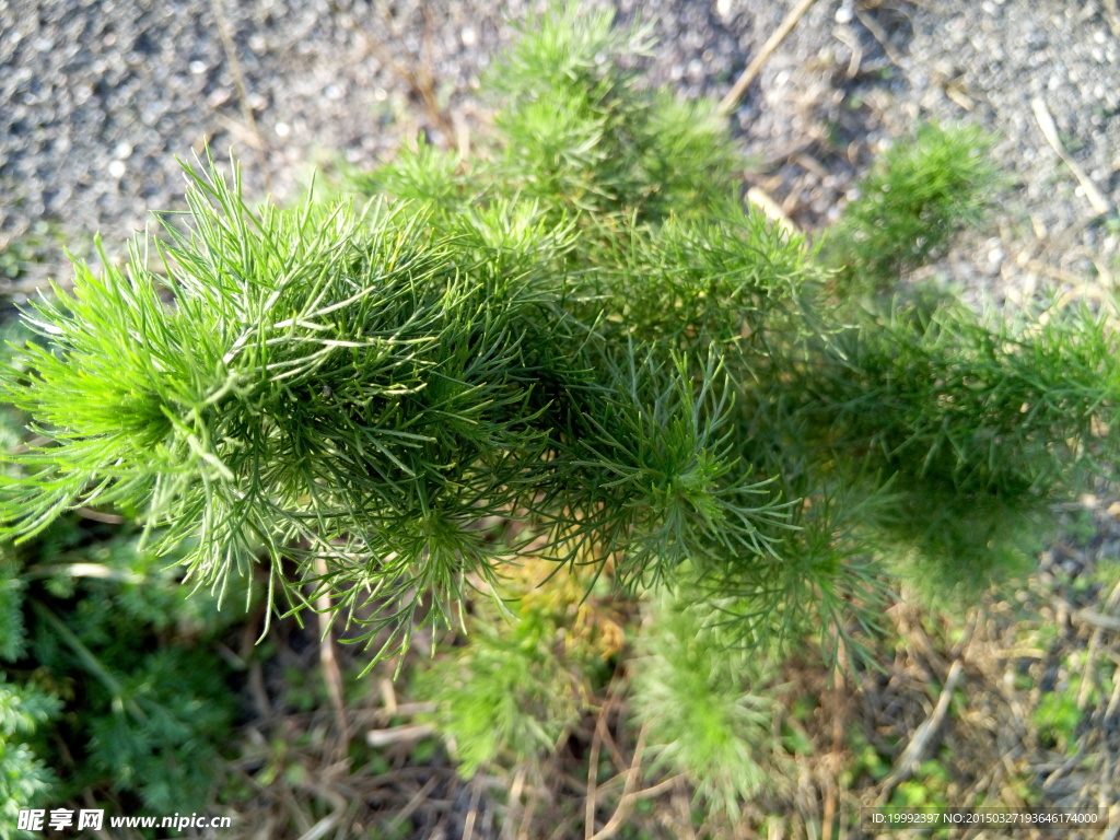 小草