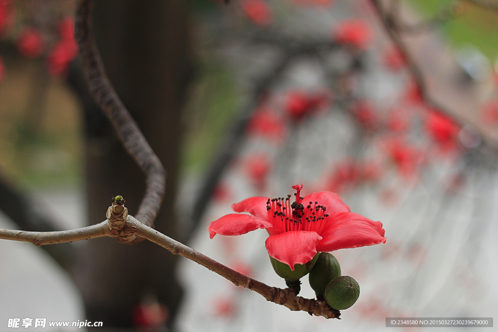 木棉花