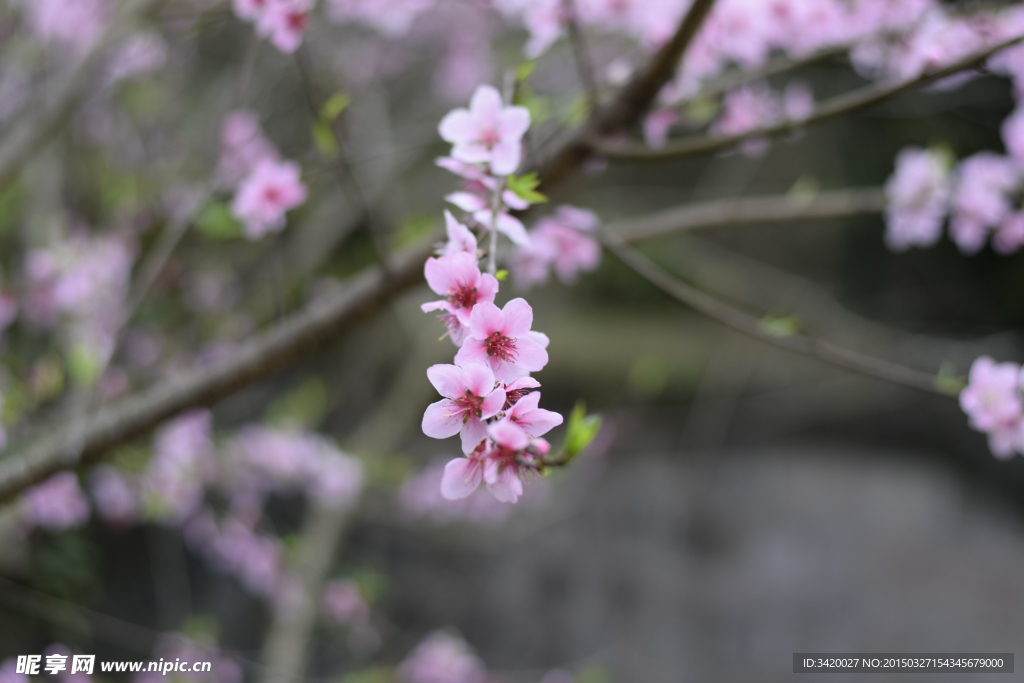桃花