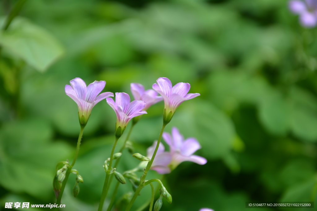 幸运花