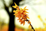 迎春花