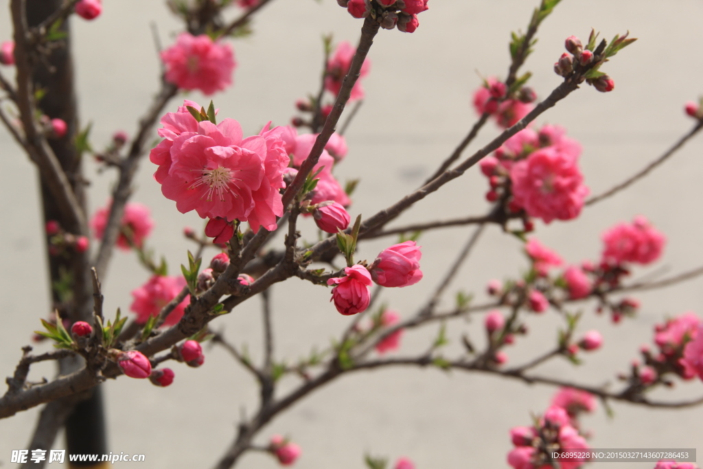桃花