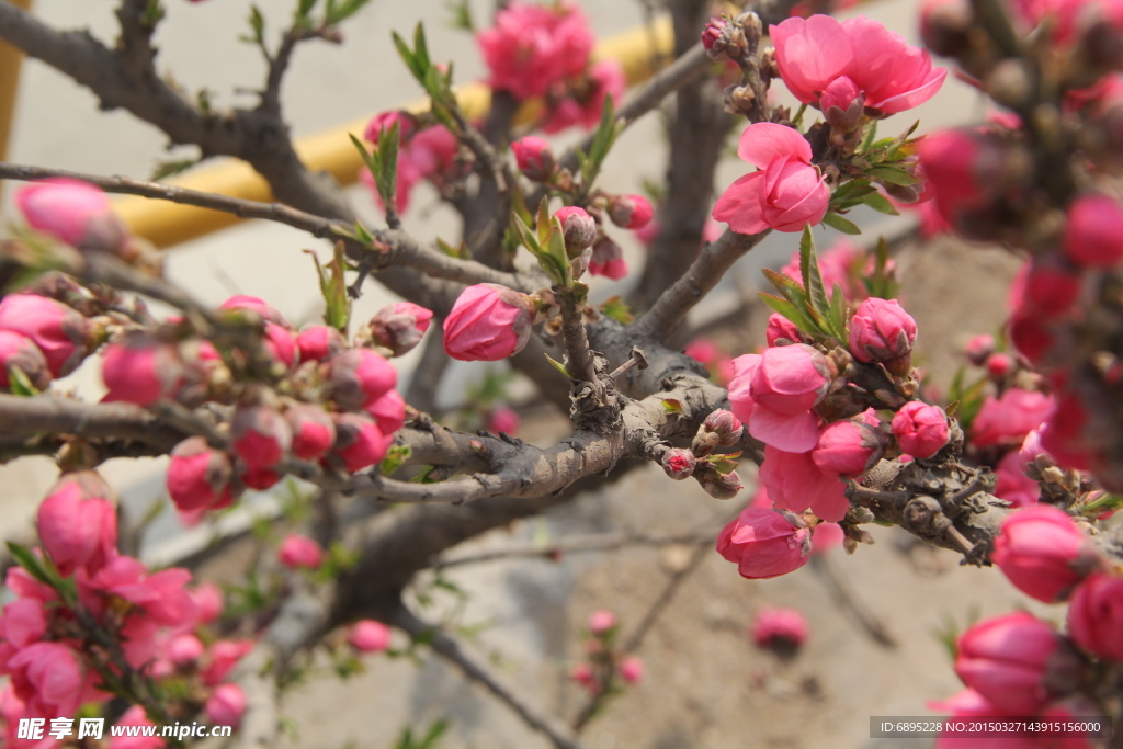 桃花