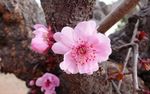 碧桃花
