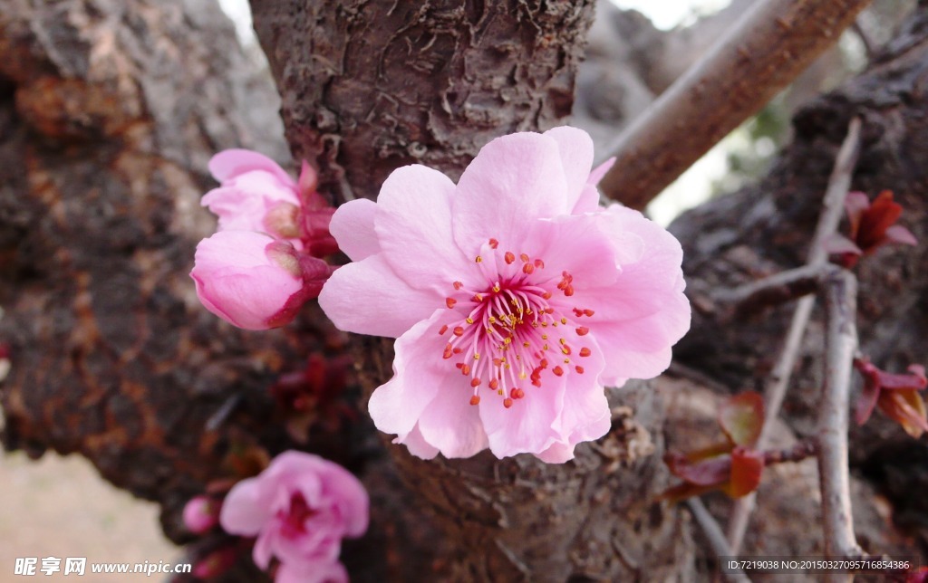 碧桃花