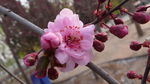 碧桃花