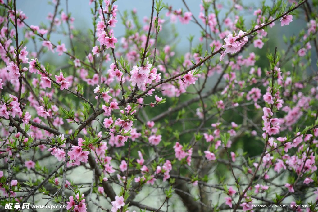 桃花