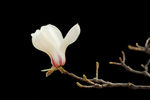 玉兰花