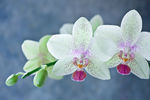 鲜花