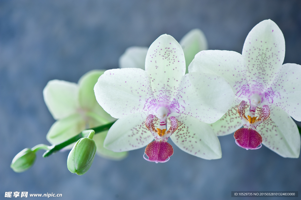 鲜花