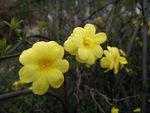 迎春花