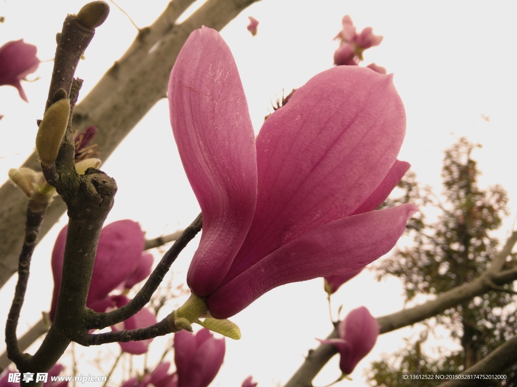 玉兰花