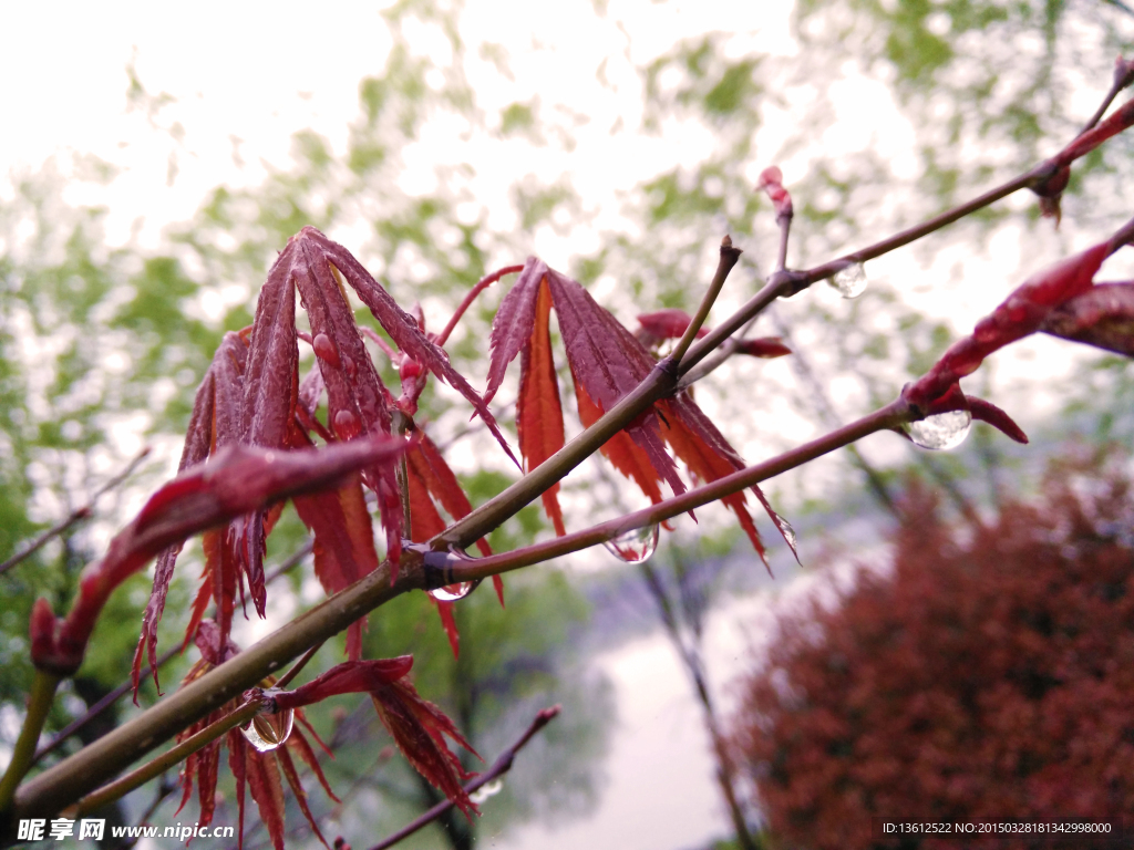 雨后红枫