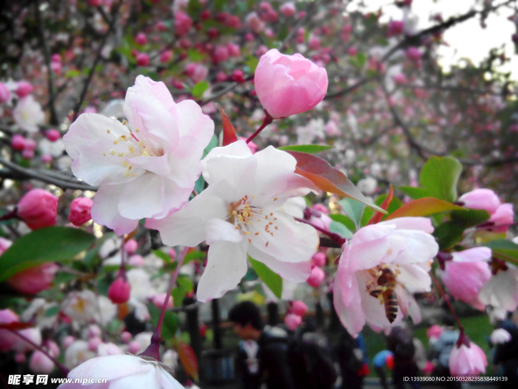 花 垂丝海棠