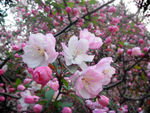 花，垂丝海棠