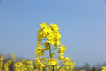 油菜花