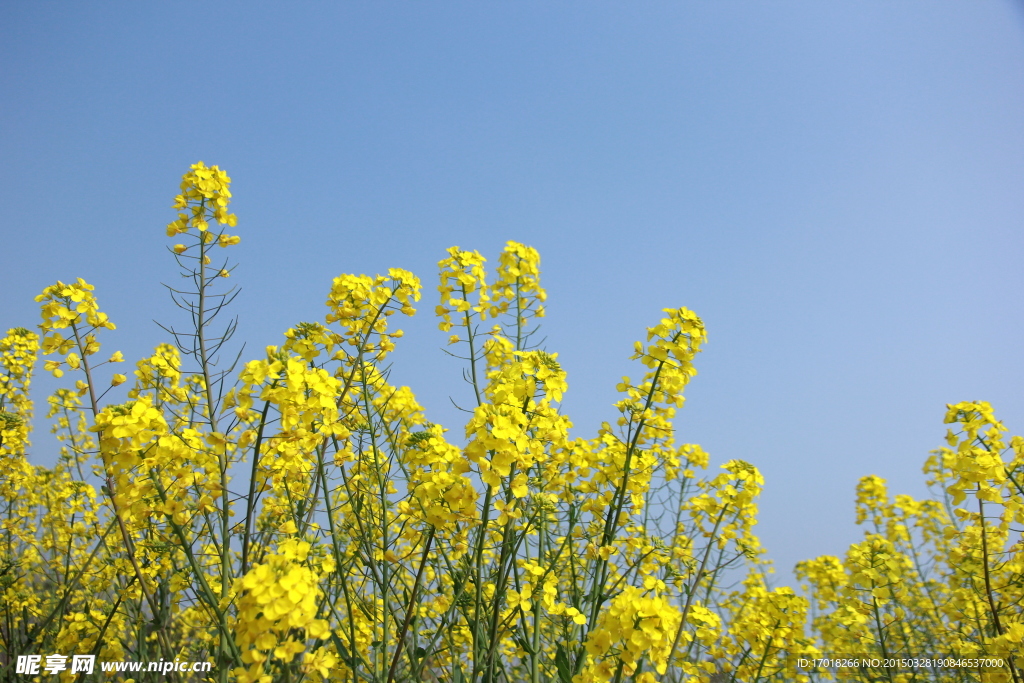 油菜花