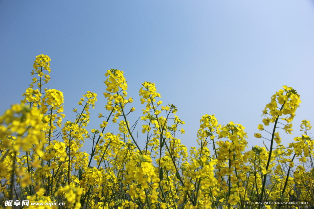 油菜花