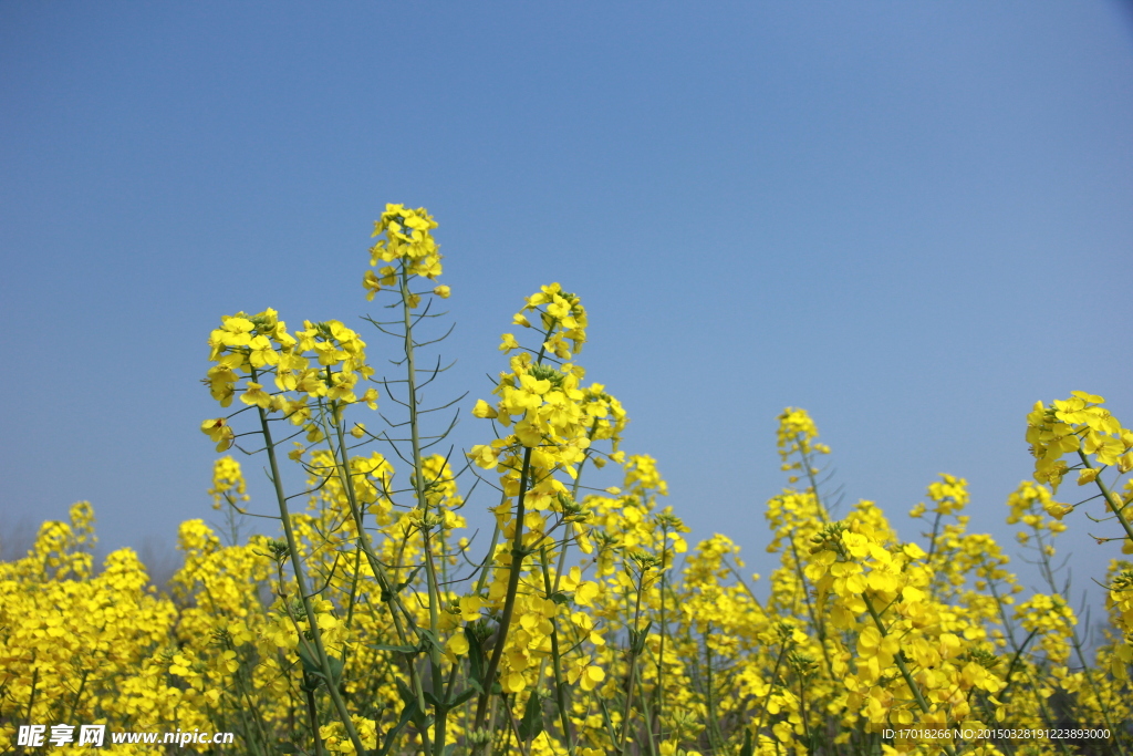 油菜花