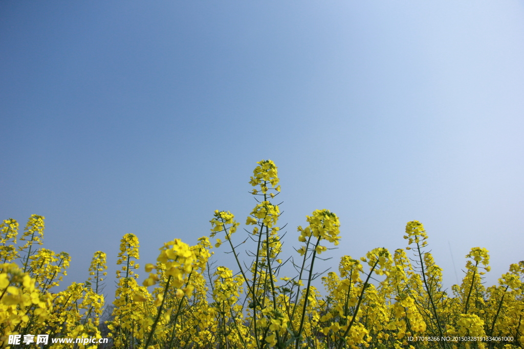 油菜花