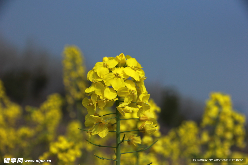 油菜花