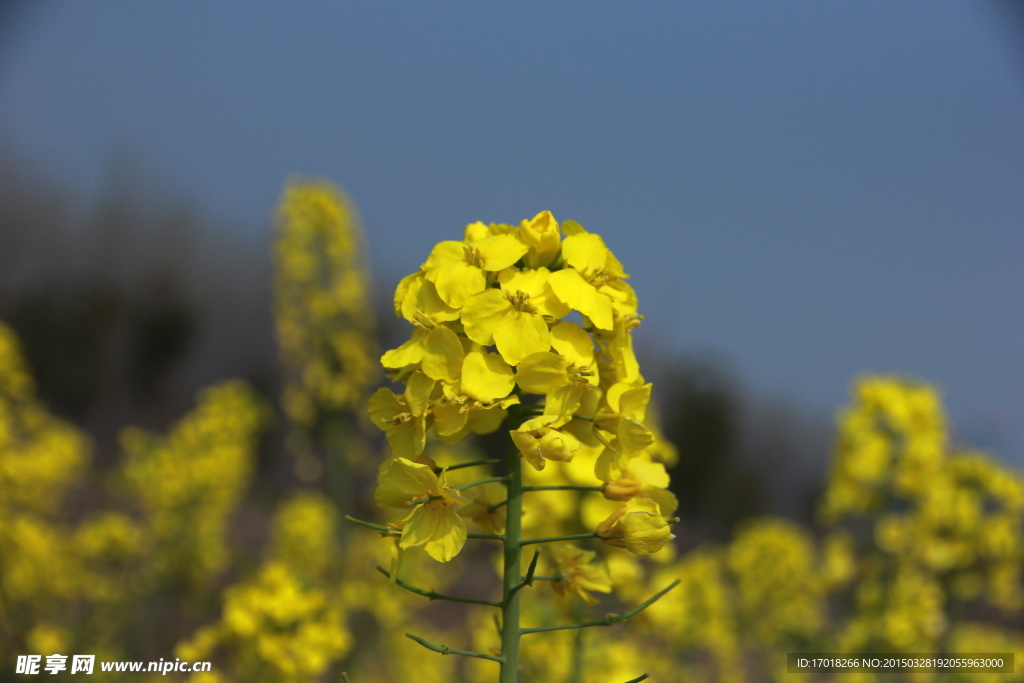 油菜花