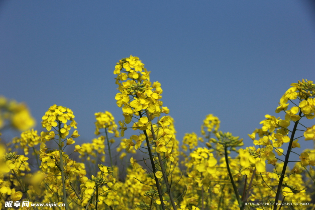 油菜花