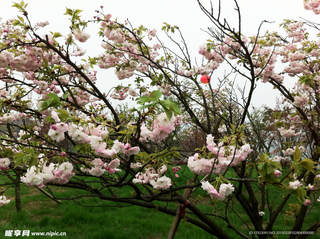 桃花