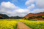 田野