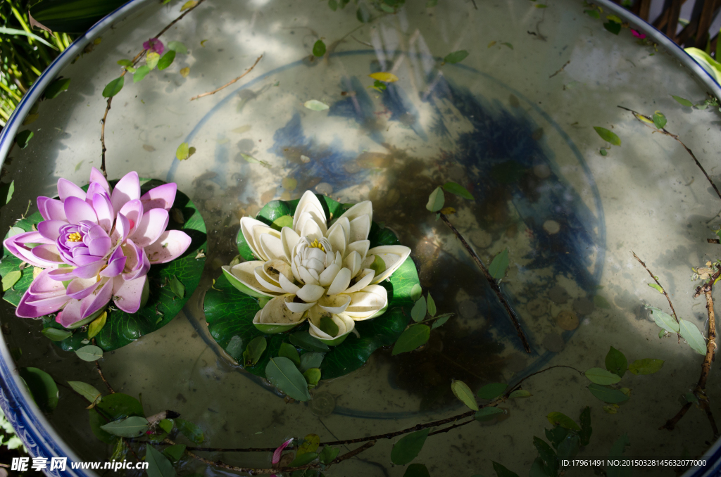 莲花