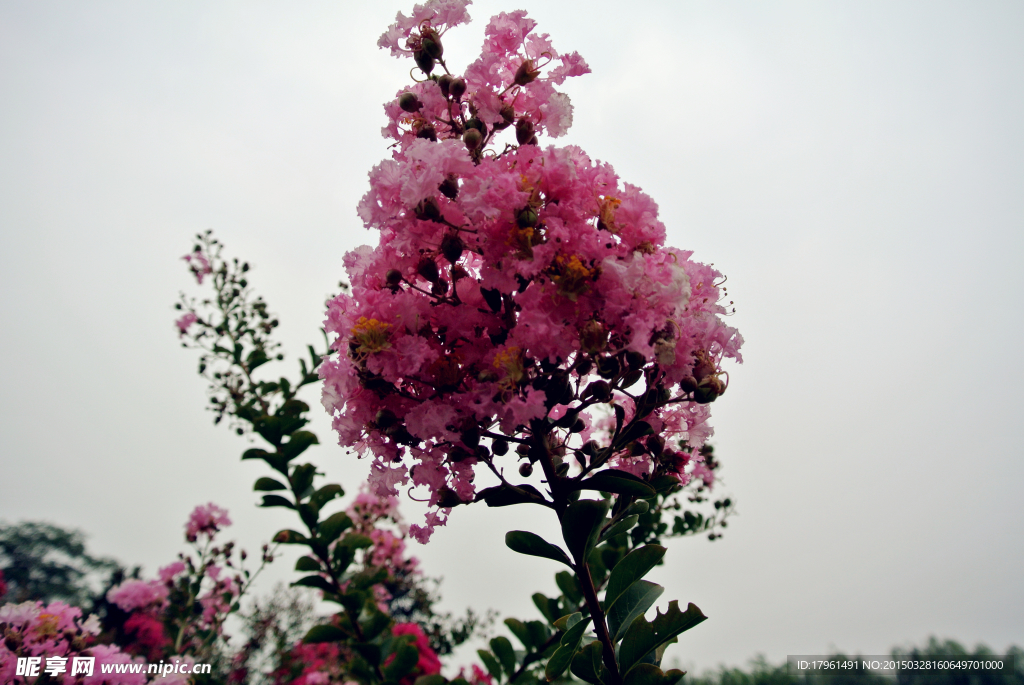 唯美桃花