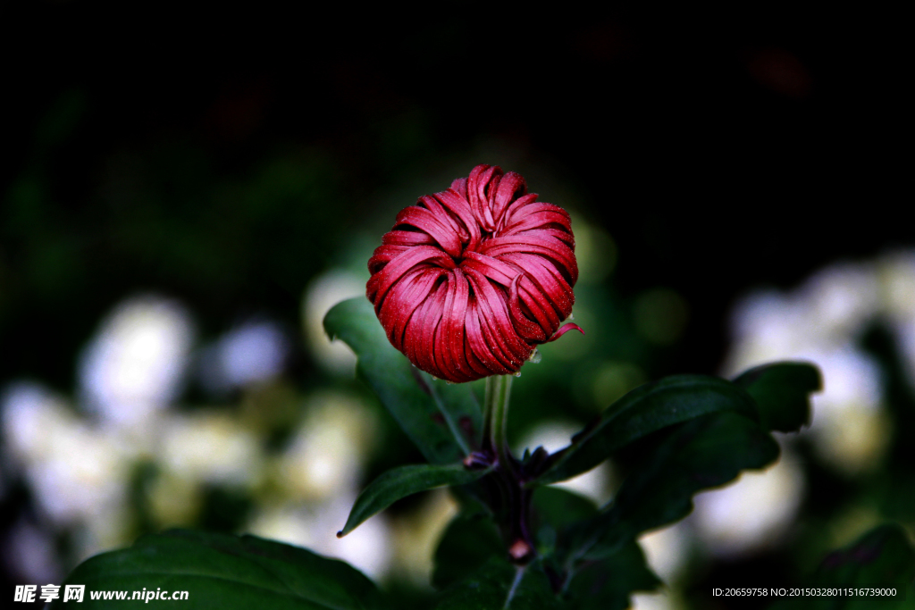 菊花