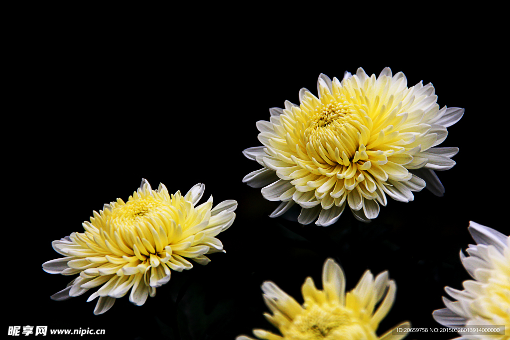 菊花
