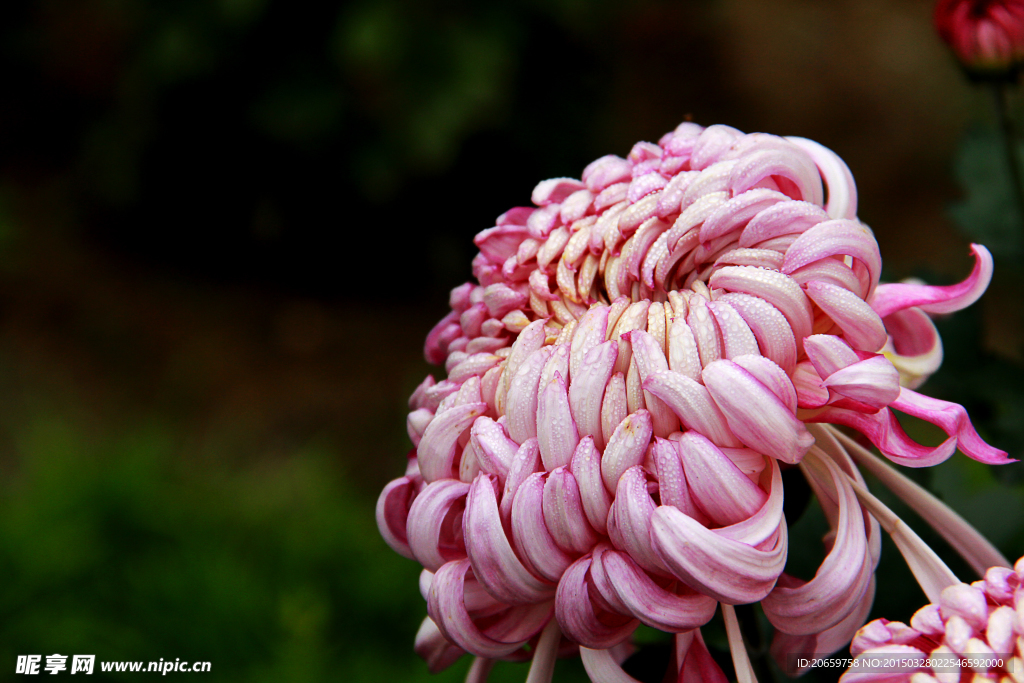 菊花
