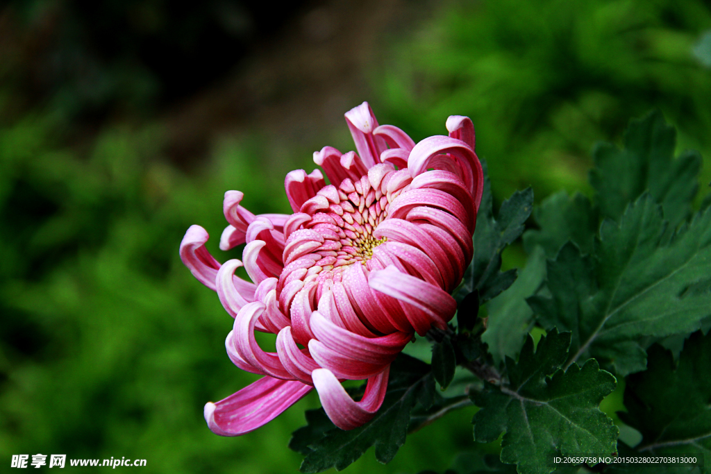 菊花