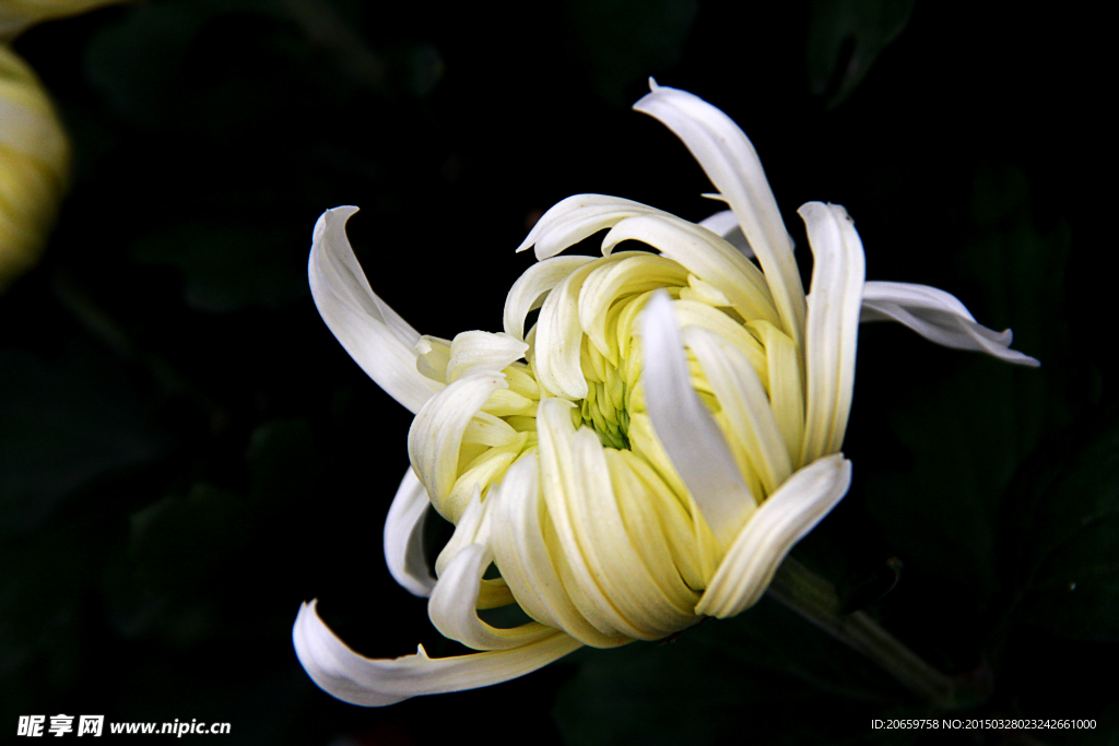 菊花